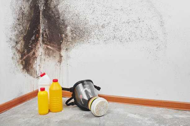 Best Mold Removal Near Me  in Macom, IL