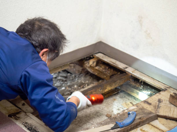 Best Water Damage Restoration  in Macom, IL