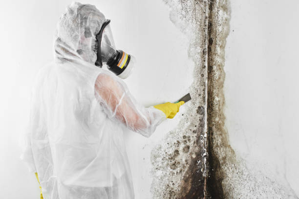 Best Commercial Mold Removal  in Macom, IL