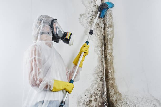 Best Black Mold Removal  in Macom, IL