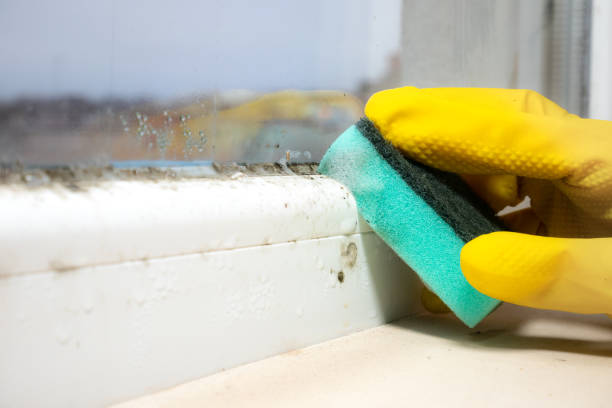 Best Mold Cleaning Services  in Macom, IL