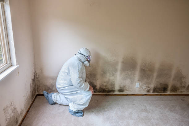 Best Mold Testing  in Macom, IL