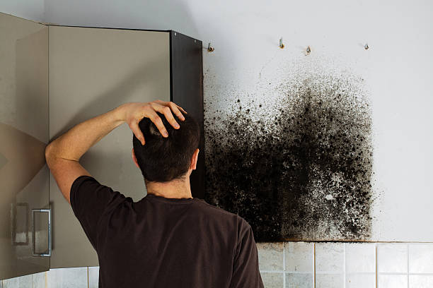Best Office Mold Removal Services  in Macom, IL