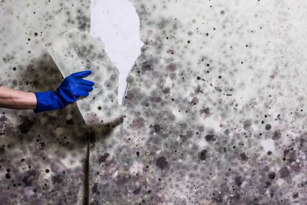 Best Best Mold Removal Companies  in Macom, IL